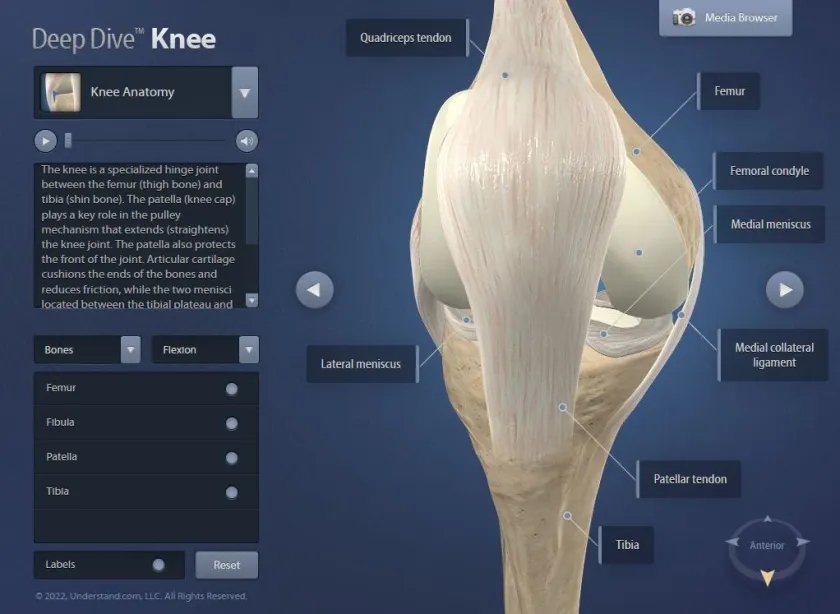 Knee Pathologies