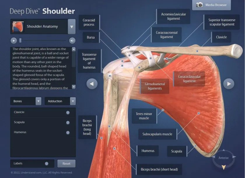 Shoulder Pathologies